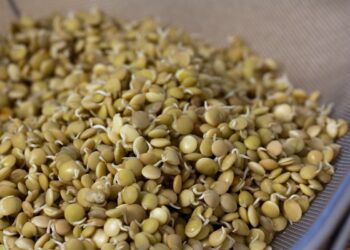 Пророщенная чечевица