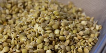 Пророщенная чечевица